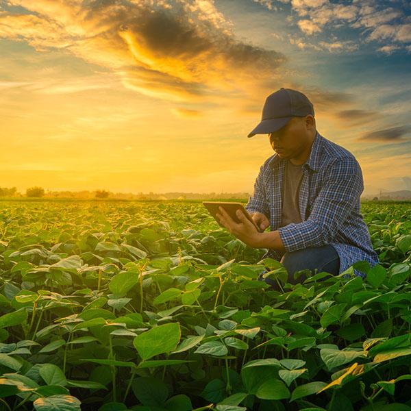 Farmer using smartphone in mung bean garden with light shines sunset, modern technology application in agricultural growing activity concept